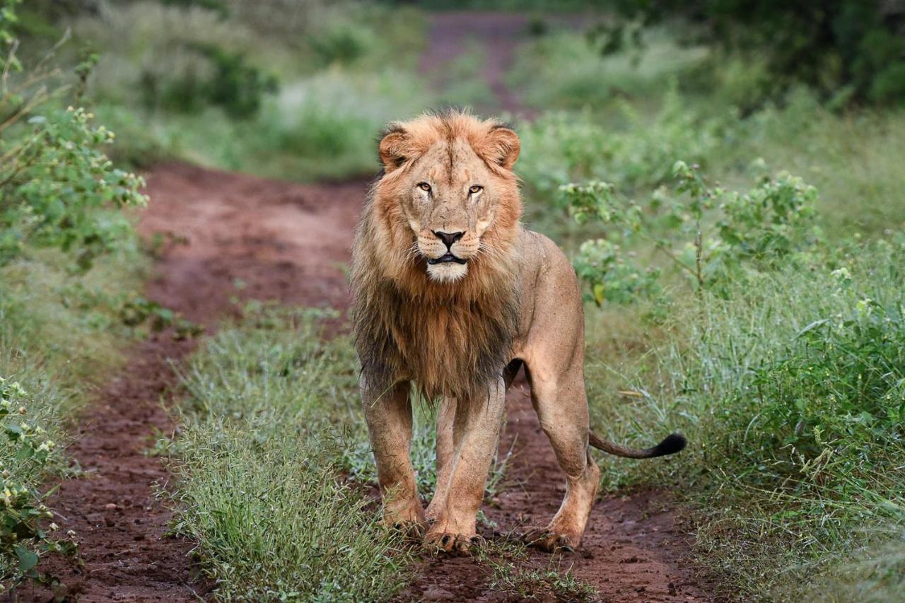 Mavela Game Lodge Mkuze Екстериор снимка