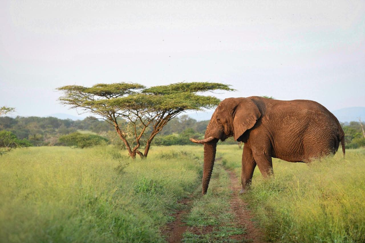 Mavela Game Lodge Mkuze Екстериор снимка